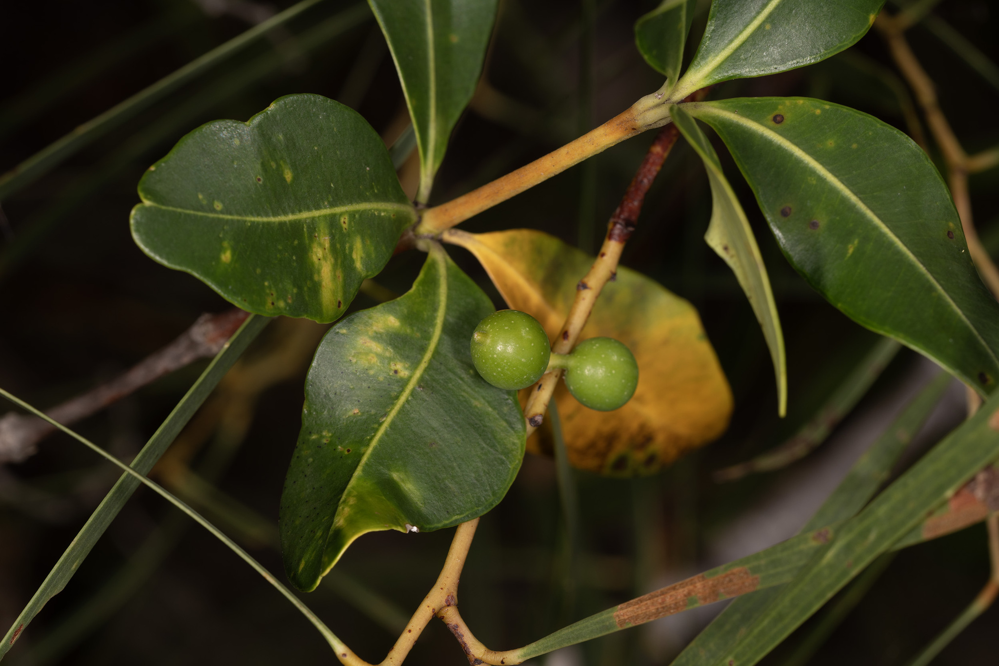 Imagem de Café-de-bugre