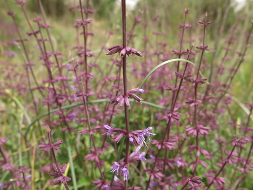 Image of Salvia judaica by (c) Nachman bones, some rights reserved (CC BY)
