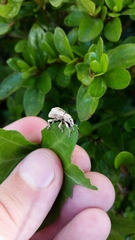 Dermatoxenus caesicollis