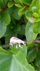 Dermatoxenus caesicollis