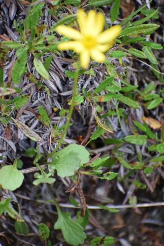 Image of Packera cymbalaria by (c) Syd Cannings, some rights reserved (CC BY)