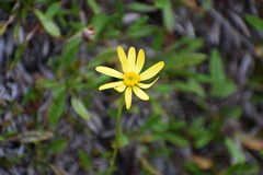 Packera cymbalaria