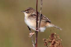 Cisticola cherina