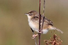 Cisticola cherina