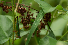 Orchelimum pulchellum