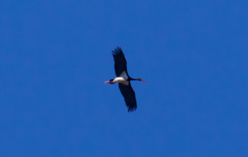 Cigüeña negra (Ciconia nigra)