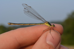 Lestes inaequalis