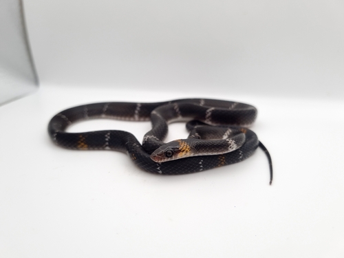 Impostor Flame-Snake, Oxyrhopus vanidicus
