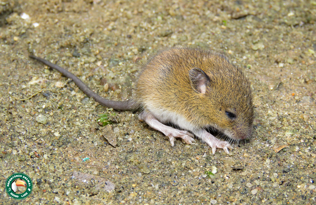 Black-Footed Colilargo