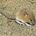 Black-footed Pygmy Rice Rat - Photo (c) Diogo Luiz, some rights reserved (CC BY-SA), uploaded by Diogo Luiz