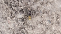 Dasymutilla snoworum