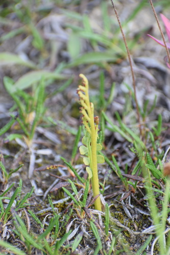Spathulate botrychium (Botrychium spathulatum)