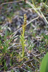 Botrychium spathulatum