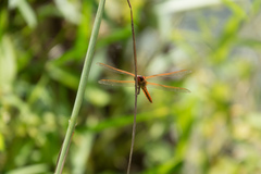 Libellula auripennis