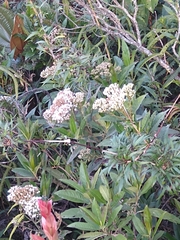 Ageratina popayanensis