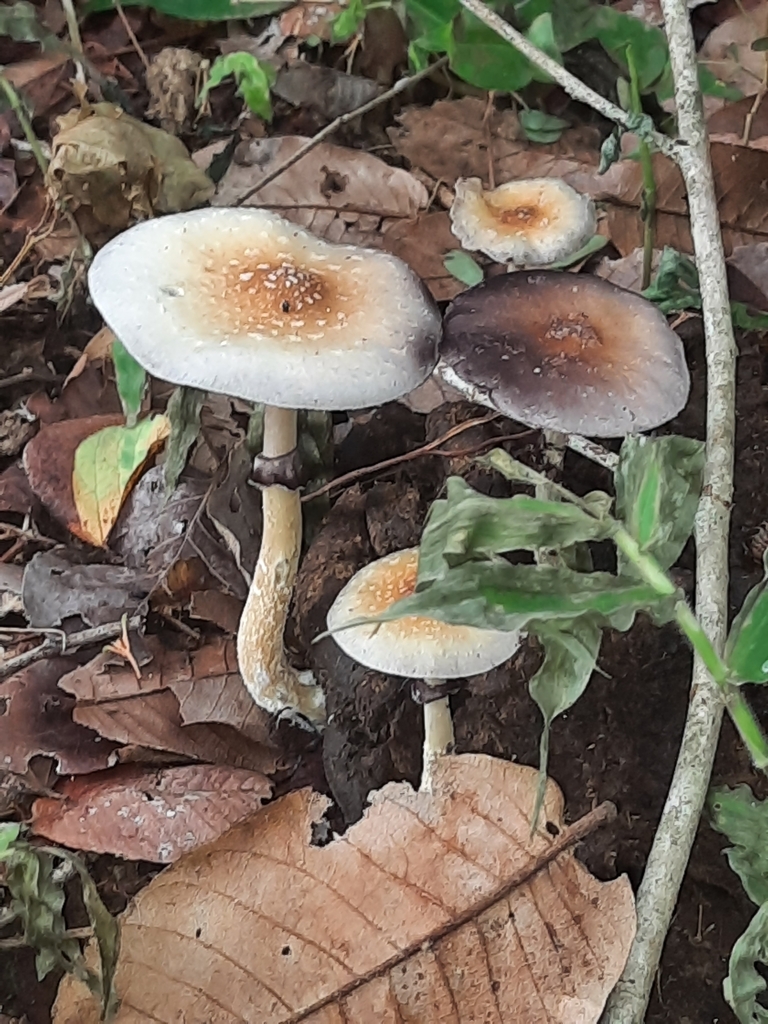 Psilocybe cubensis · February 2025 · photo: © paulonogueira1 (iNaturalist, cc-by)