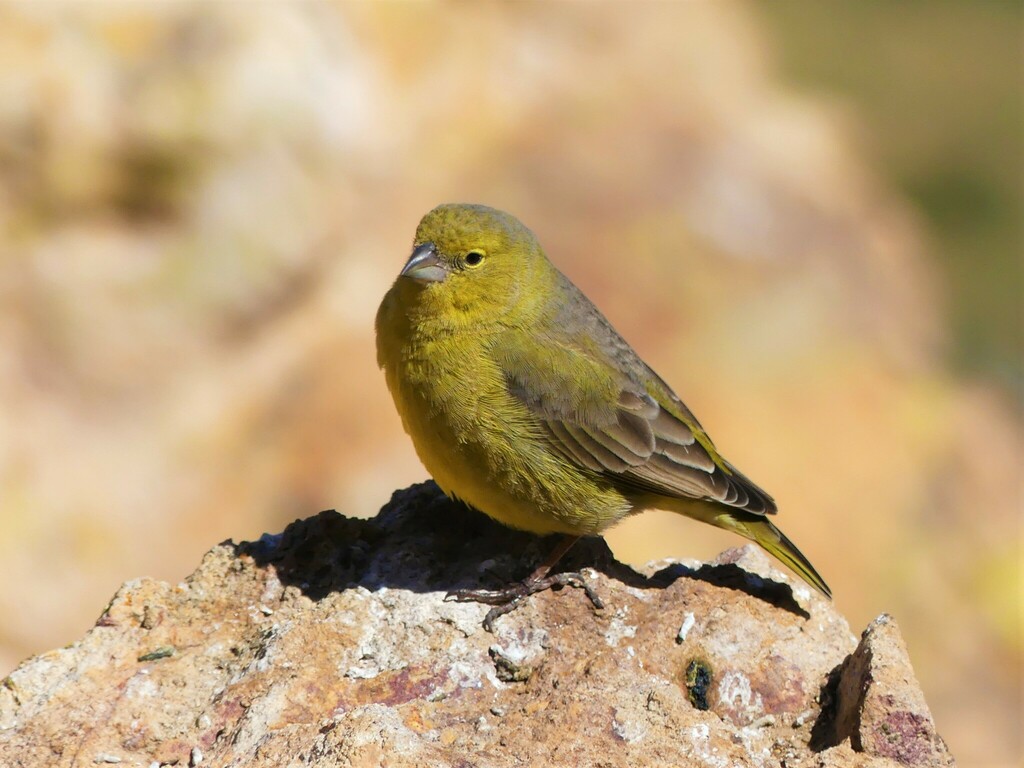Greenish Yellow-Finch photo