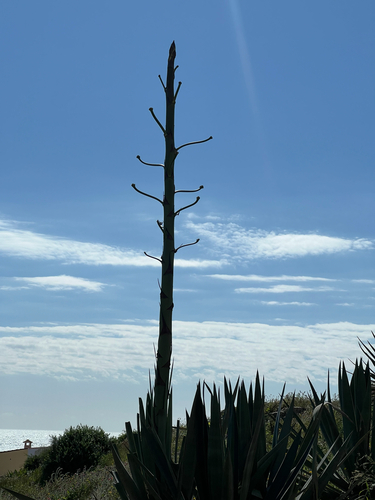 Avistamiento Pita (Agave americana)