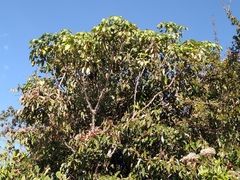 Ageratina popayanensis