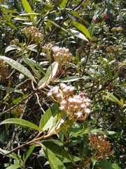 Ageratina popayanensis