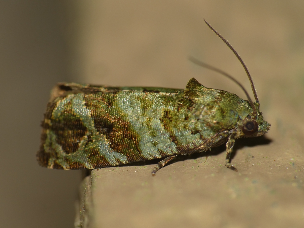 Sorolopha elaeodes