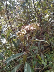 Ageratina popayanensis