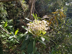 Ageratina popayanensis