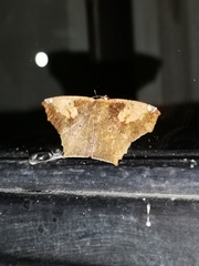Paragonia cruraria