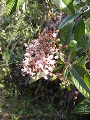 Ageratina popayanensis