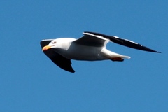 Larus dominicanus melisandae