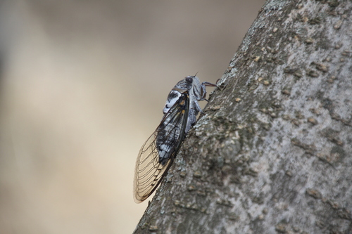Common Cicada, photo 3 of 8