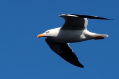 Larus dominicanus melisandae