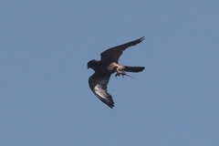 Falco newtoni