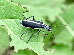Epicauta cinctipennis