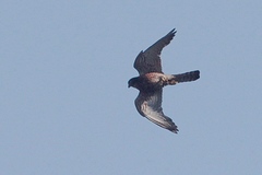 Falco newtoni