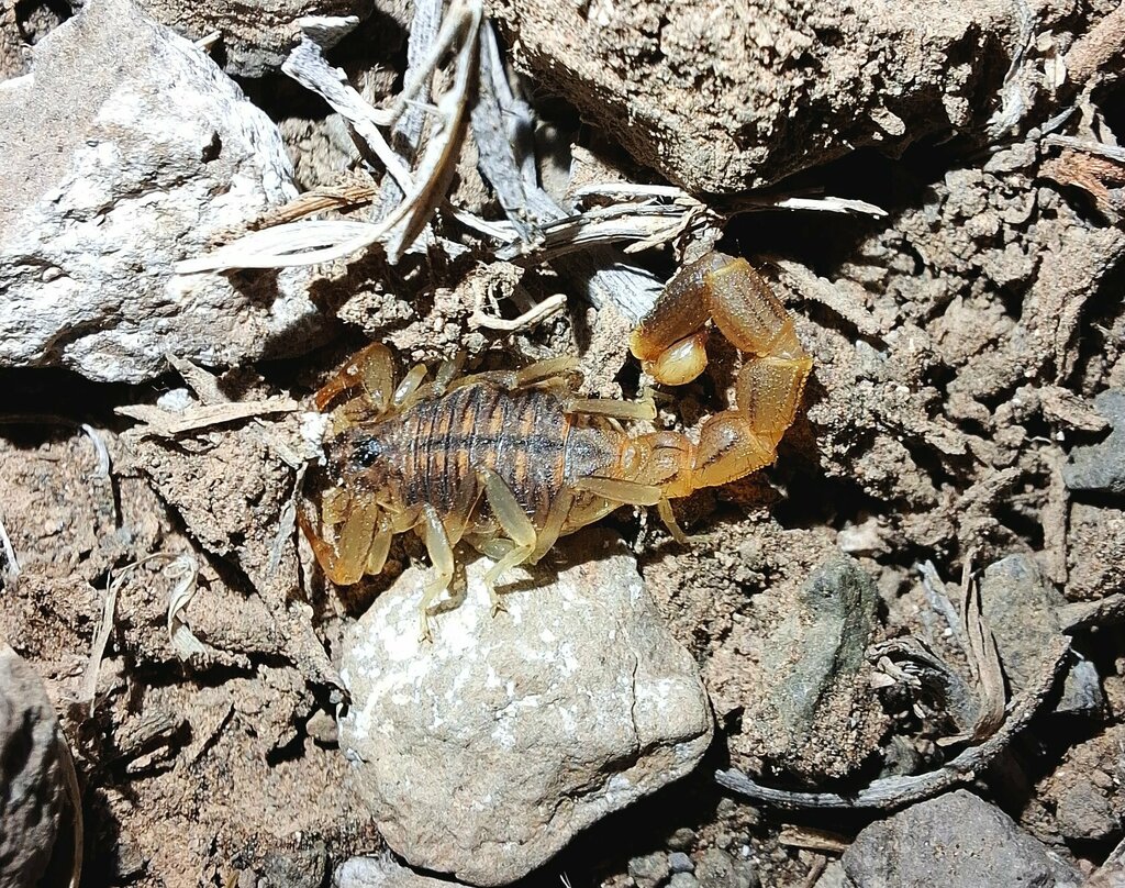 Neobuthus ferrugineus