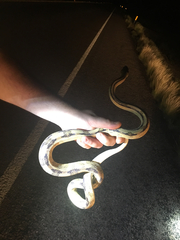 Bogertophis subocularis subocularis