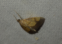 Evergestis limbata