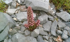 Villadia aristata