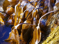 Laminaria setchellii