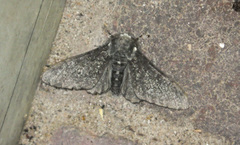 Biston betularia carbonaria