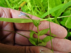Lindernia dubia anagallidea