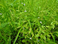 Lindernia dubia anagallidea