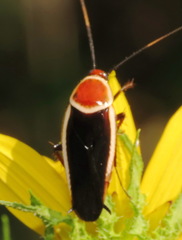 Pseudomops septentrionalis