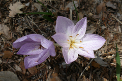 Colchicum bivonae