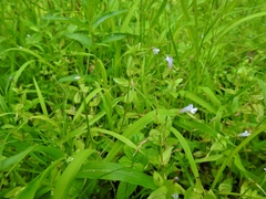 Lindernia dubia anagallidea