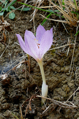 Colchicum bivonae