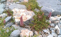 Villadia aristata