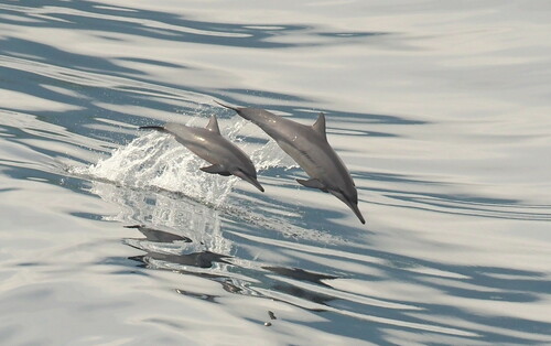 Stenella longirostris