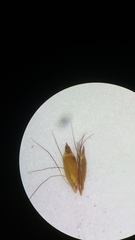 Rhynchospora inexpansa